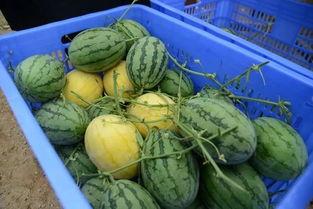 吃瓜链接群,网络社交新趋势下的娱乐风向标