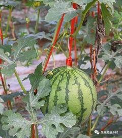 吃瓜热点福利,揭秘娱乐圈幕后故事，带你领略明星真实生活