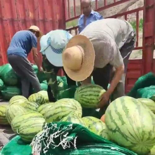 临夏吃瓜群众,吃瓜群众的夏日盛宴