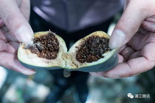 校园墙吃瓜炸裂,揭秘校园热点事件背后的真相