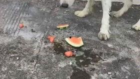 中国最强吃瓜犬,揭秘网络红星的幕后故事  第1张