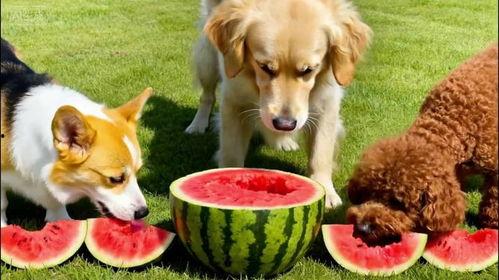 中国最强吃瓜犬,揭秘网络红星的幕后故事  第2张