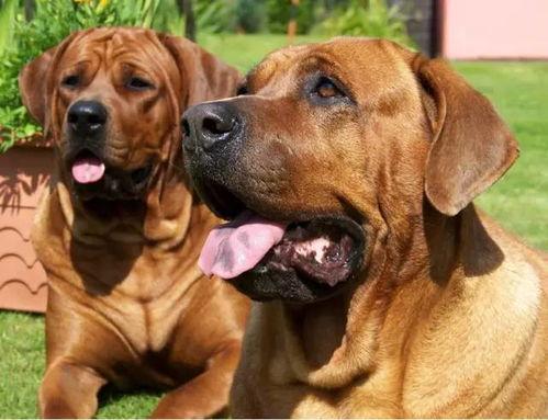 中国最强吃瓜犬,揭秘网络红星的幕后故事  第3张