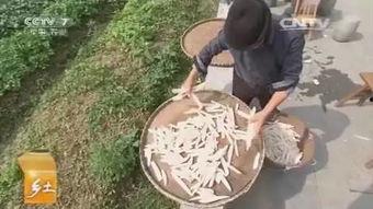 姑娘扔竹竿吃瓜  第3张