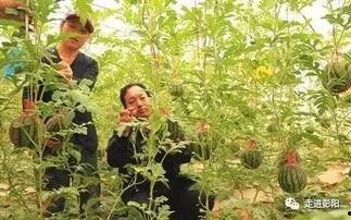 吃吊瓜西瓜,吊瓜西瓜的甜蜜邂逅