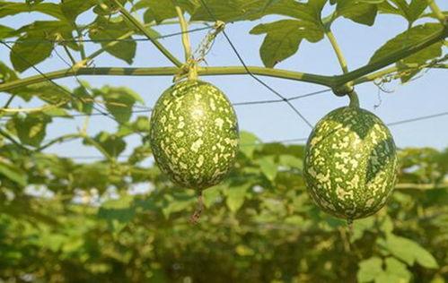 吃吊瓜西瓜,吊瓜西瓜的甜蜜邂逅