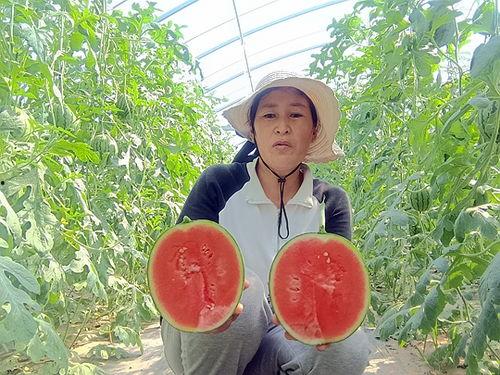 吃吊瓜西瓜,吊瓜西瓜的甜蜜邂逅