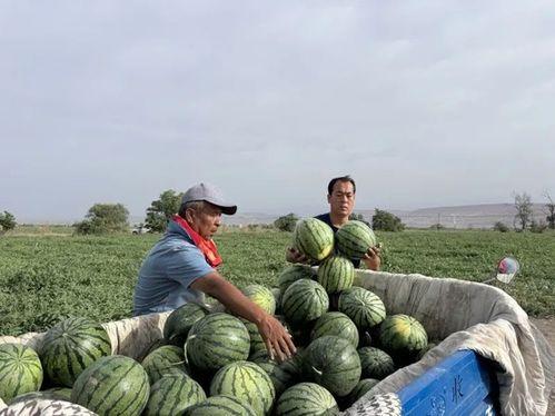 鹿苑事件吃瓜,揭秘神秘事件背后的真相与谜团