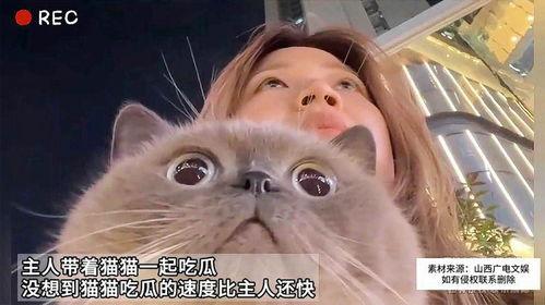 吃瓜猫喵喵,揭秘娱乐圈那些不为人知的幕后故事  第2张