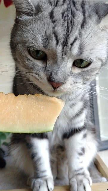 吃瓜猫喵喵,揭秘娱乐圈那些不为人知的幕后故事  第3张