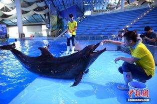 海豚吃瓜入口,瓜果飘香中的海洋奇观