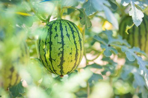 东北最新吃瓜,揭秘当地独特美食文化  第2张