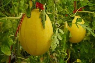 吃瓜资料群,网络社交的趣味与争议