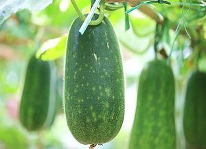 错过了吃瓜,遗憾满满回顾