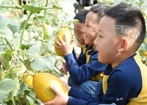 内蒙古吃瓜,吃瓜群众的夏日盛宴