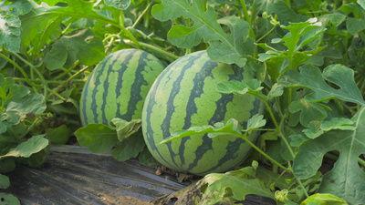 昌瑞吃瓜视频,揭秘娱乐圈幕后故事  第3张