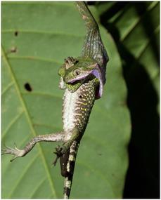 蜥蜴吃瓜事件图片真实,一场自然界的趣味奇观