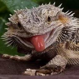 蜥蜴吃瓜事件图片真实,一场自然界的趣味奇观