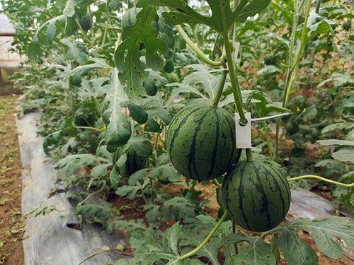 小瓜吃福州,福州美食之旅