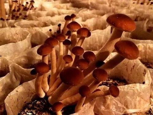 各主播吃瓜大树,揭秘各路主播的吃瓜大树传奇