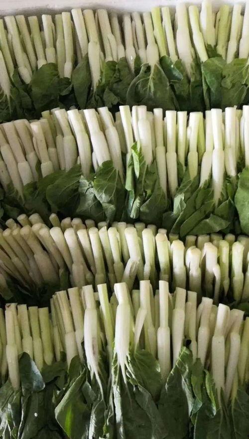 各主播吃瓜大树,揭秘各路主播的吃瓜大树传奇