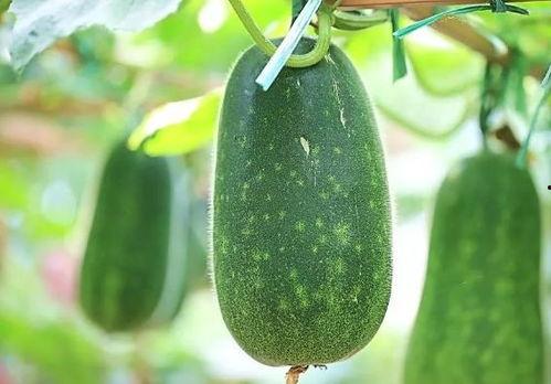 大瓜吃土瓜,一场味蕾的奇妙之旅