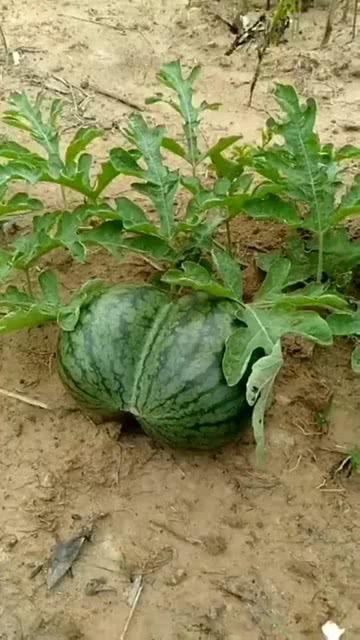 吃瓜吃自己身上吉利,吃瓜吃自己，吉利的自我调侃之旅