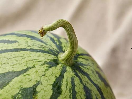 上海天华吃瓜,吃瓜群众的美食盛宴