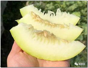 梦见婆婆吃瓜,婆婆吃瓜背后的寓意解析