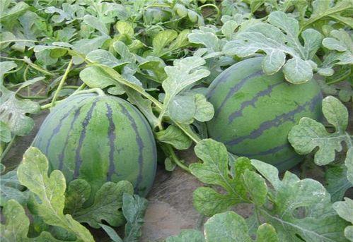 乾隆吃瓜寓意,消暑解忧，寓意深远的宫廷趣事