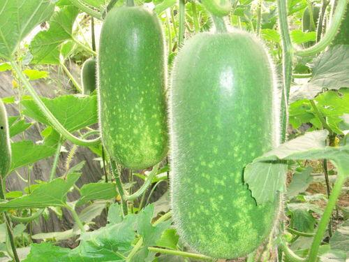 17cc吃瓜网 免费吃瓜