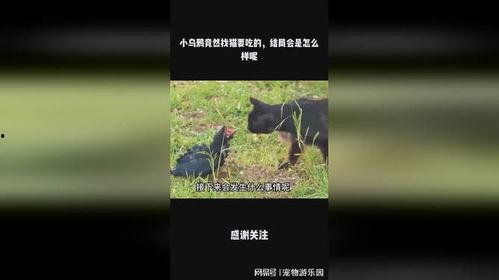 小乌鸦吃瓜,一场生态与成长的奇妙之旅