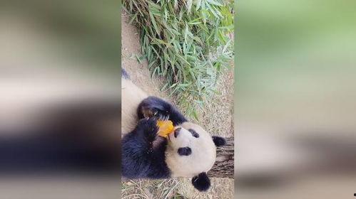 吃瓜竹子,揭秘竹子中的美食奥秘