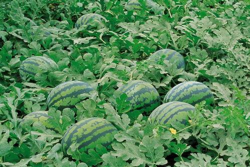 西京学院最新吃瓜,揭秘校园风云背后的真相