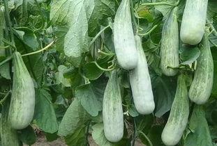 吃瓜魏椒芬,瓜田李下，她如何成为网络红人？