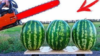 境外吃瓜,揭秘海外“吃瓜”现象背后的故事