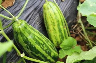 湖北吃瓜什么意思,吃瓜群众的趣味解读