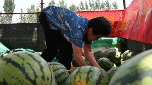 移民村直播吃瓜,一场别开生面的“吃瓜”盛宴