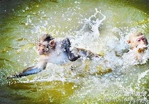 吃瓜去游泳或者看大鱼