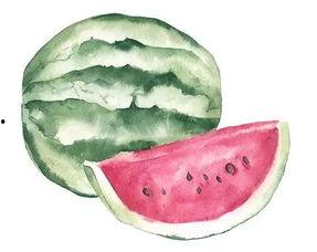 蜜瓜抱着吃,共享美味与温馨