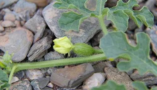 孕妇可以吃砂瓜,孕妇适宜食用的砂瓜营养解析