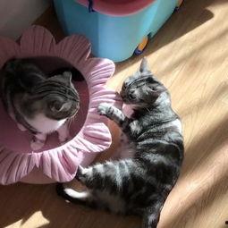 吃瓜看戏的猫,吃瓜看戏的猫视角揭秘娱乐圈风云