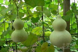 近期吃瓜汇总图