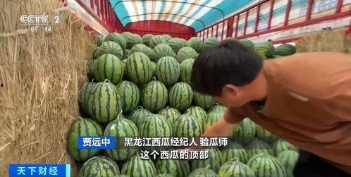 五矿吃瓜比赛,瓜王争霸，欢乐无限！  第2张