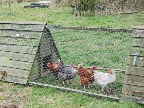 羊圈吃瓜爆料,揭秘娱乐圈背后的惊人真相