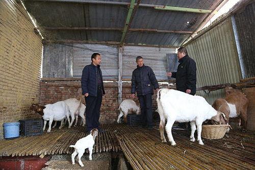 羊圈吃瓜爆料,揭秘娱乐圈背后的惊人真相