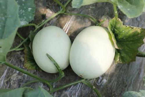 辽宁玉瓜怎么吃