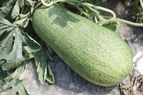 辽宁玉瓜怎么吃