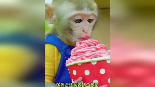 猴子吃瓜插画,一幅描绘猴王品瓜的欢乐插画  第3张